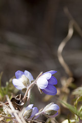 Image showing blue anemones