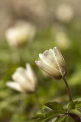 Image showing thimbleweed