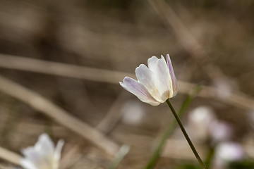 Image showing wood anemone