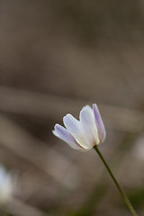 Image showing anemone nemorosa