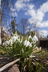 Image showing snowdrops