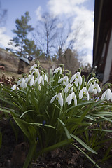 Image showing snowdrops