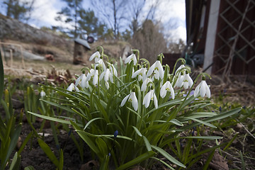 Image showing snowdrops