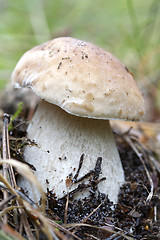 Image showing Cep in nature