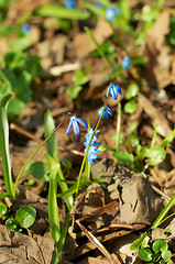 Image showing Blue Scilla