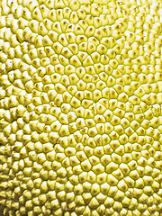 Image showing Jackfruit macro