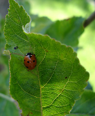 Image showing Ladybird on a leaf