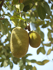 Image showing jackfruits