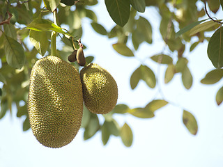 Image showing jackfruits