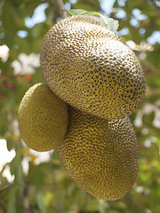 Image showing jackfruits