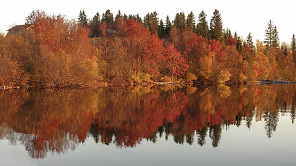 Image showing Autumn Trees