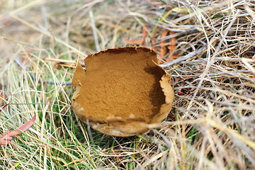 Image showing lycoperdon bovista in late autumn