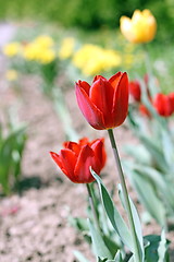 Image showing red tulip in the garden