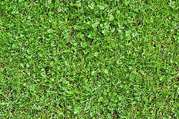 Image showing textured lawn detail