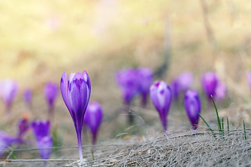 Image showing violet crocus sativus in spring