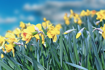 Image showing yellow daffodils