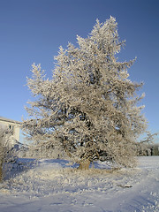 Image showing Winter Tree