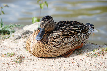 Image showing Female mallard sitting by the water in sunshine
