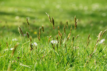 Image showing Detail of tall grasses in a meadow