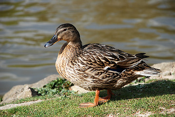 Image showing Female mallard standing by the water