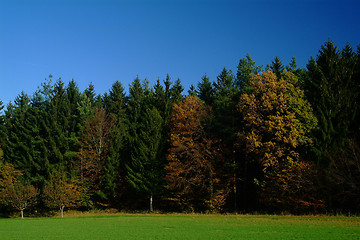Image showing forest