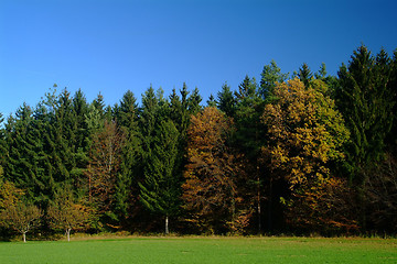 Image showing forest