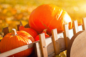 Image showing Wooden wheelbarrow  with pumpkins