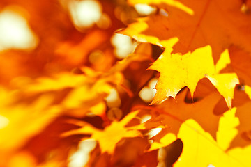 Image showing orange autumn leaves background