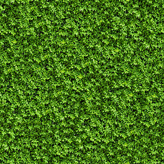 Image showing Green Bush. Seamless Texture.