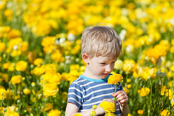 Image showing cute boy at the flower field