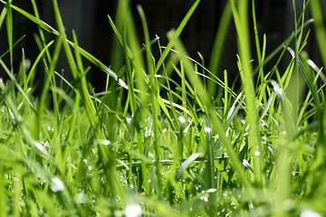 Image showing fresh green grass