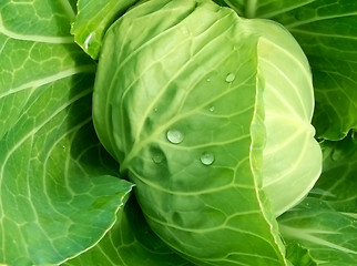 Image showing head of cabbage #1
