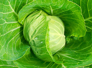 Image showing head of cabbage