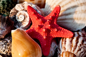 Image showing little red starfish