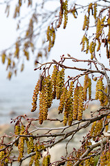 Image showing Catkins on an Alder Tree in Spring, a close up