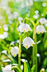 Image showing White Spring snowdrops, close-up 