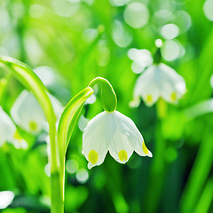Image showing Beautiful white spring snowdrops, close-up 