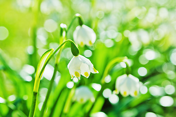 Image showing White Spring snowdrops, close-up 