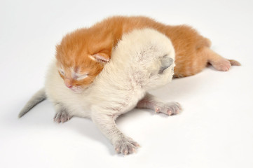 Image showing newborn kittens