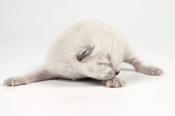 Image showing newborn kitten