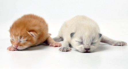 Image showing newborn kittens