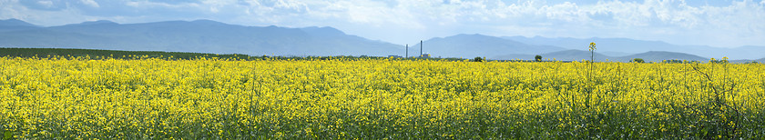 Image showing Rape plantation