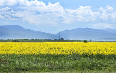 Image showing Rape plantation