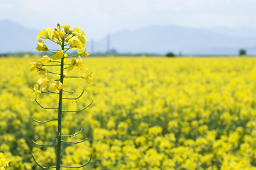 Image showing Rape plantation