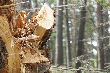 Image showing Deforestation