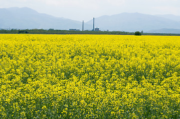 Image showing Rape plantation