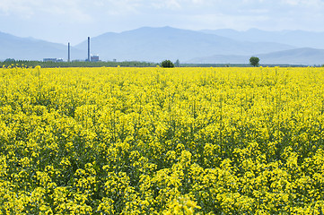 Image showing Rape plantation