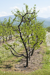 Image showing Young cherry trees