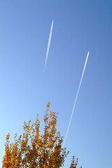 Image showing tree with airplane