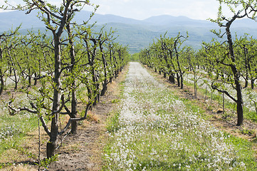 Image showing Young cherry trees